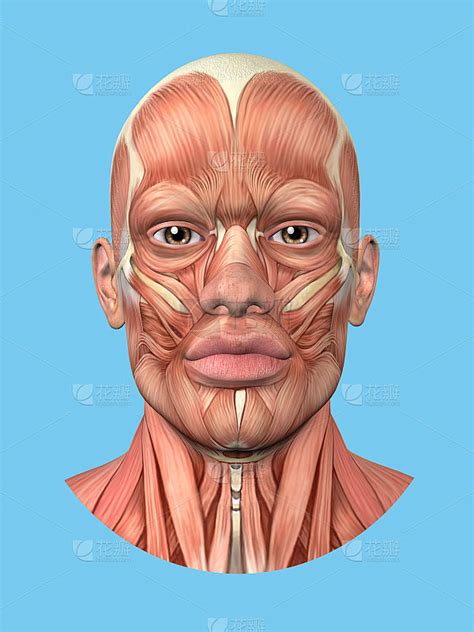 人正面|12,249,160 人 正面 图片、库存照片、3D 物体和矢量图